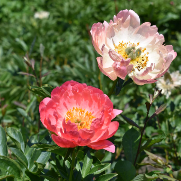Producto - Rizoma de Peonía Coral Sunset