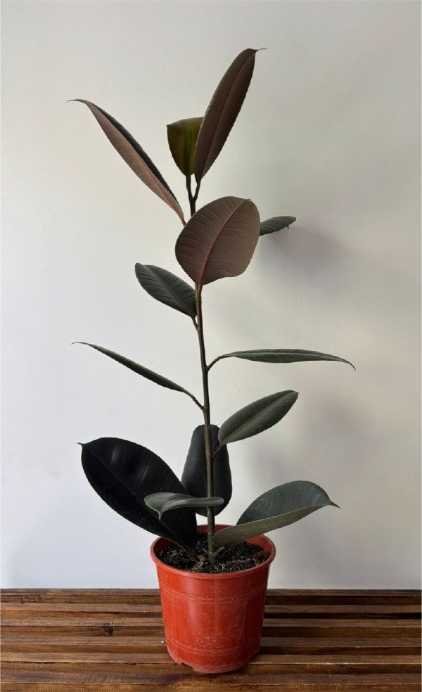 Producto - Gomero cabernet mediano - 1
