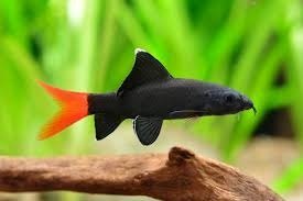 Producto - Labeo bicolor
