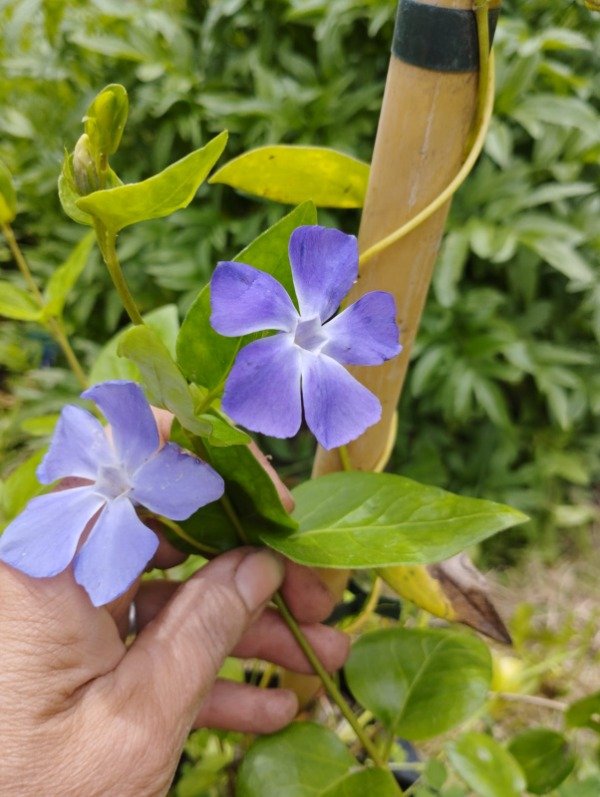 Producto - Vinca major