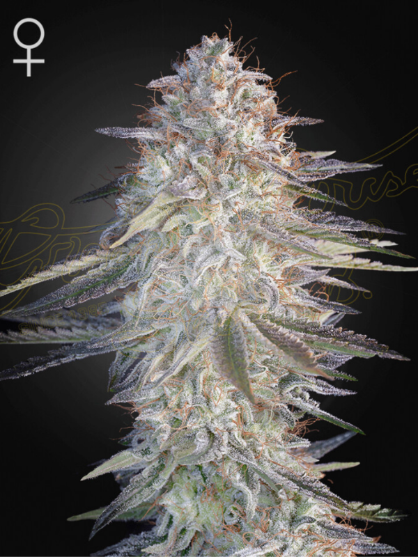 Producto - Super Lemon Haze x Pink Candy x3 - Greenhouse Seeds