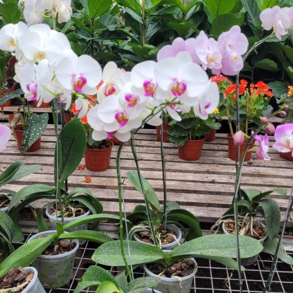 Producto - Orquídea Phalaenopsis