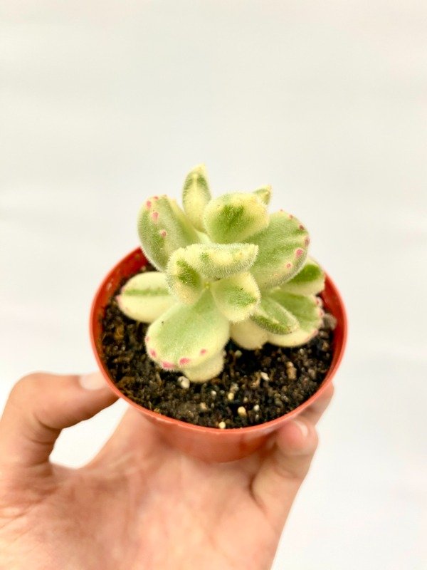 Miniatura de producto - 3