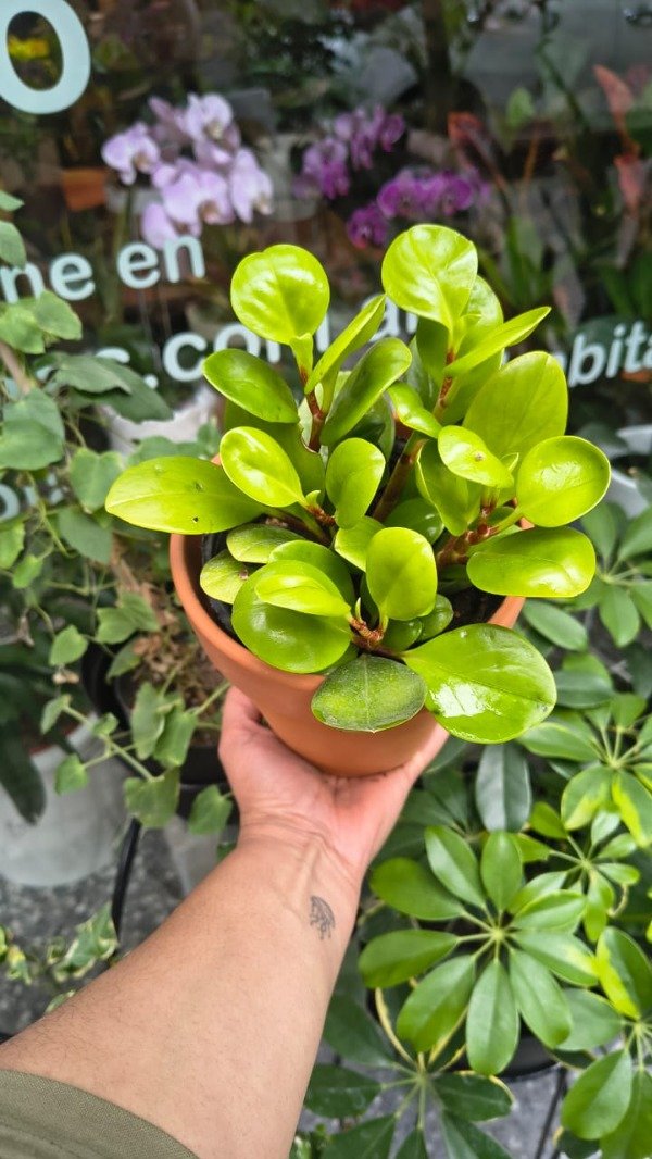 Producto - Peperomia Obtusifolia Lemon