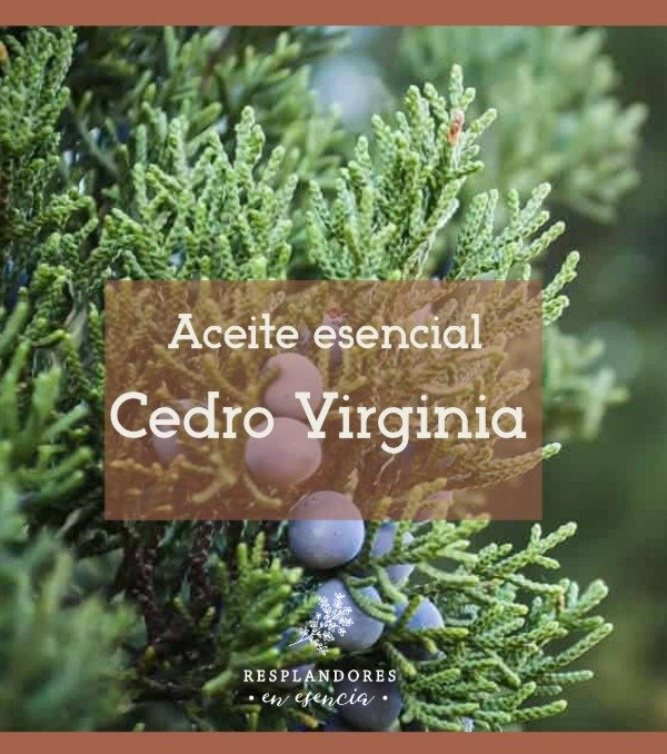 Producto - Aceite esencial Cedro Virginia