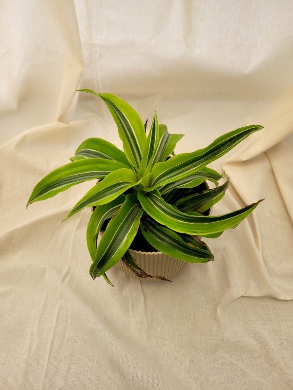 Producto - Dracena Lemon