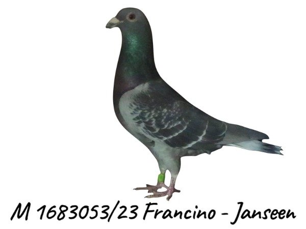 Producto - 1683053 / 23