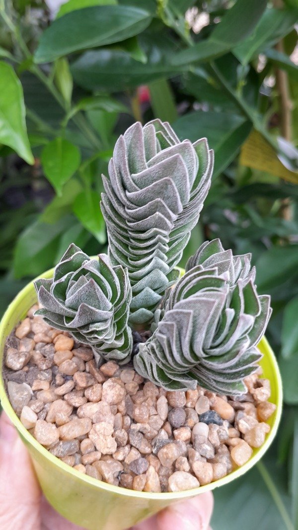 Producto - CrassulaTemplo de Buda