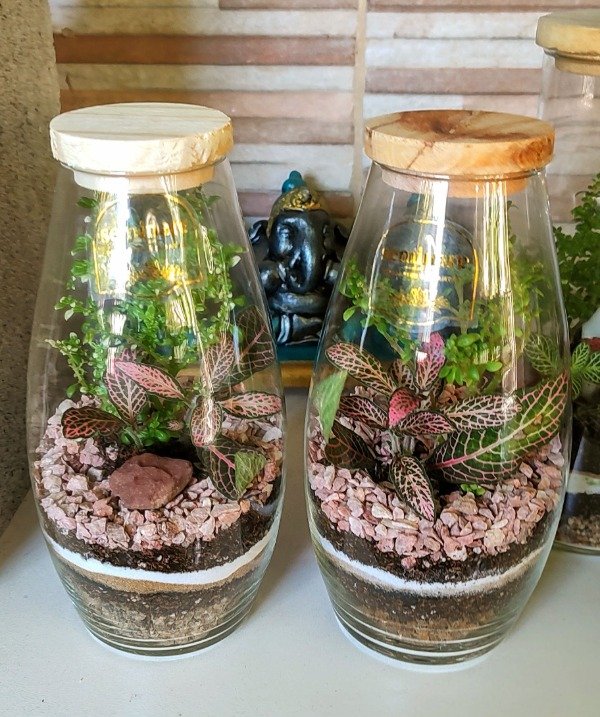 Producto - Terrario Lolita