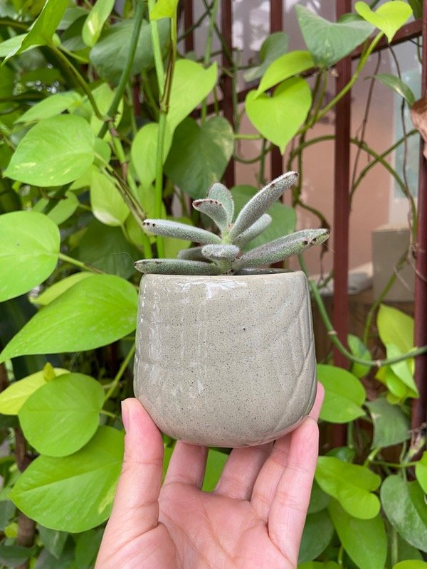 Producto - Mate /maceta  Arcoiris- verde seco