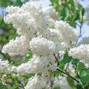 Producto - Buddleja