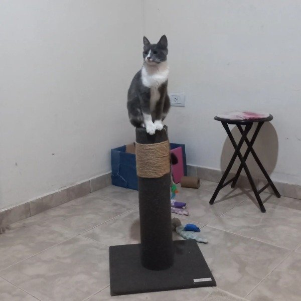 Miniatura de producto - 4