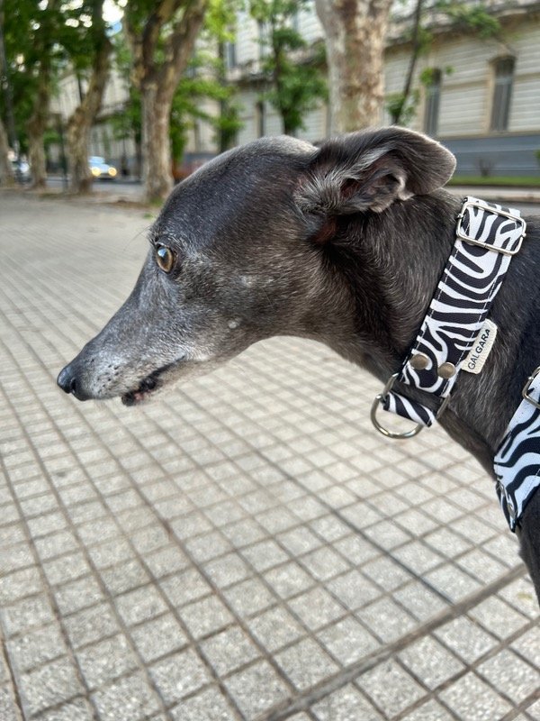 Producto - COLLAR CEBRA