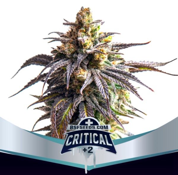 Producto - Critical + 2 XXL Auto