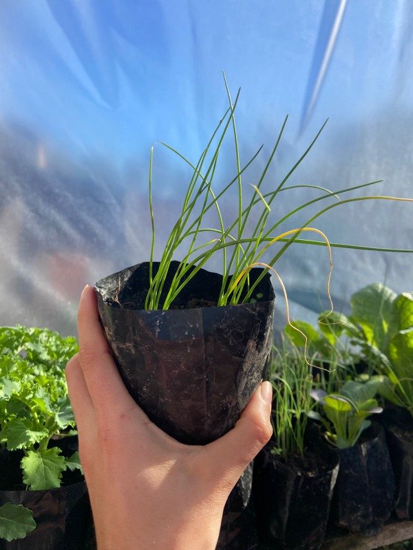 Producto - Plantines agroecologicos de cebolla