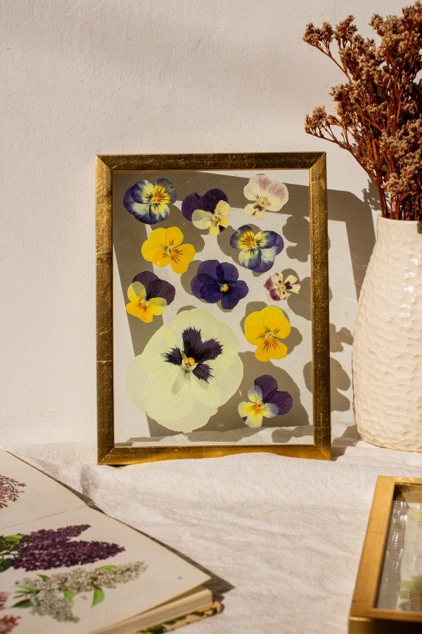 Producto - Violas II