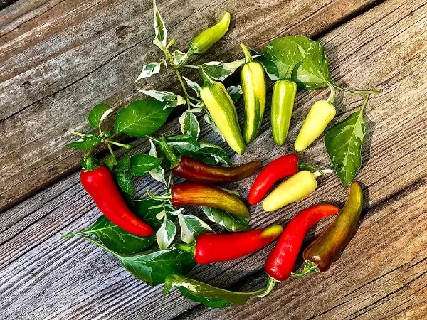 Producto - Pimiento fish picante