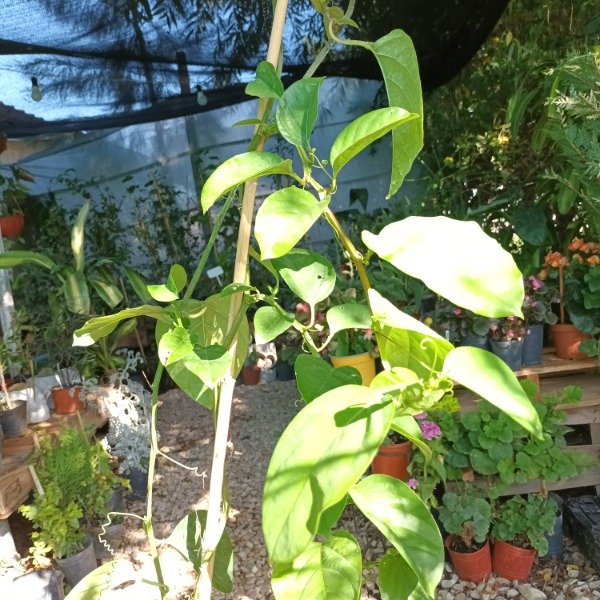 Producto - Maracuyá - 4