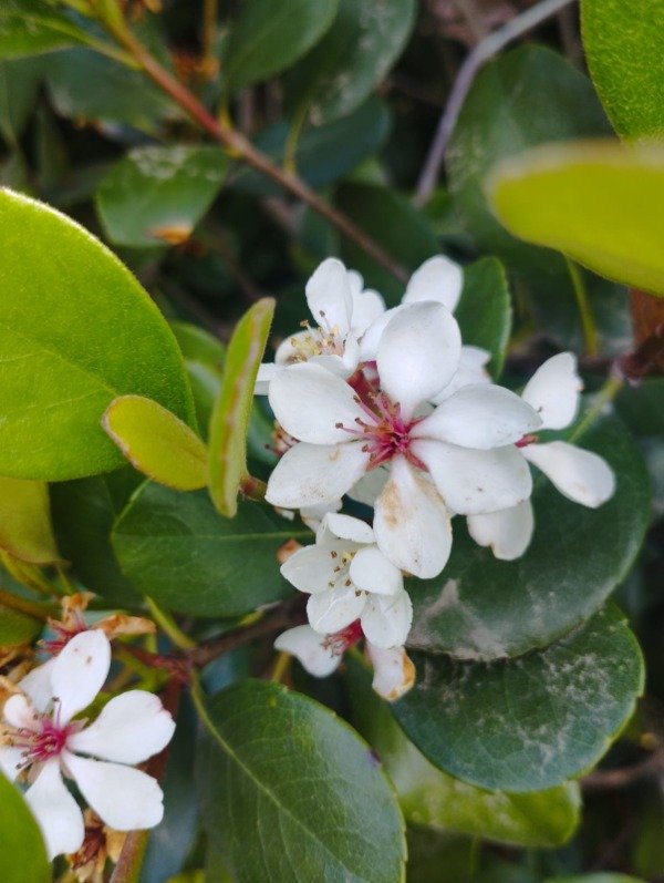 Producto - Rhaphiolepis umbellata
