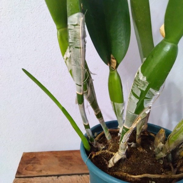 Producto - Laelia Purpurata estriata (clara x oscura) - 2
