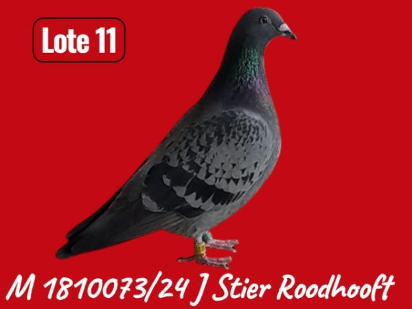 Producto - LOTE 11 1810073 / 24