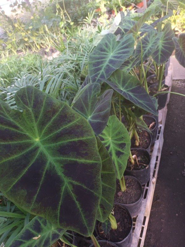 Producto - Colocasia Black Beauty - 4