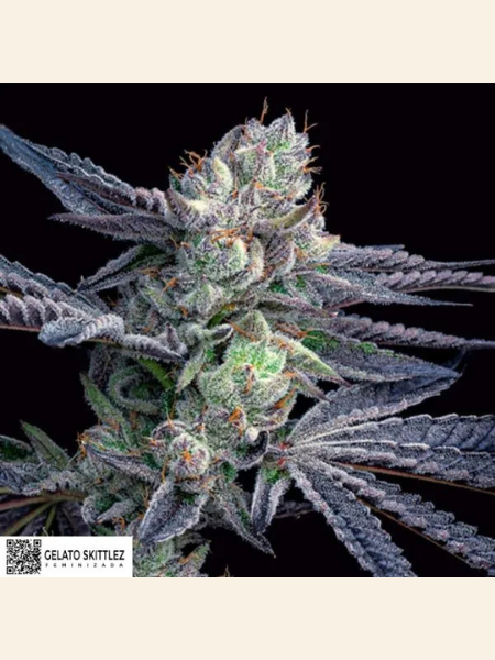 Producto - Gelato Zkittlez x3 - ADN Seeds