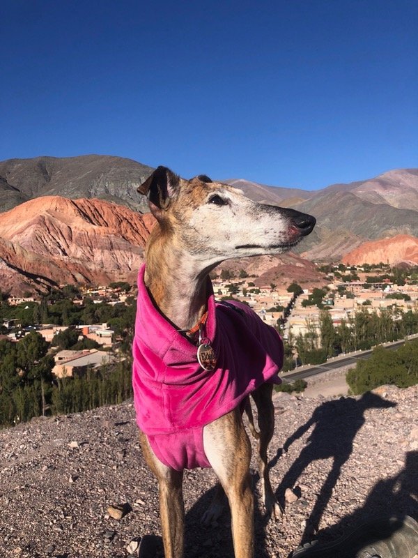 Producto - Polar soft con corderito fucsia