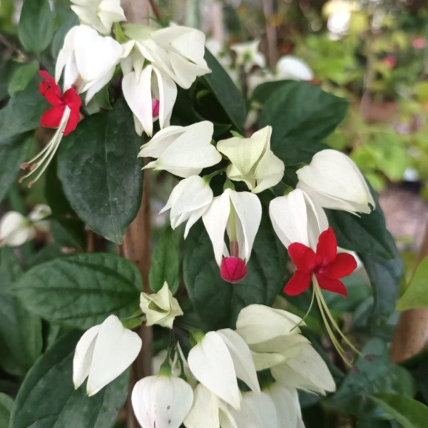 Producto - Clerodendrum - 1