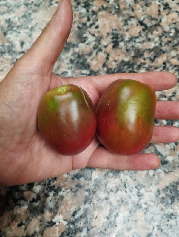 Producto - Tomate Zigan