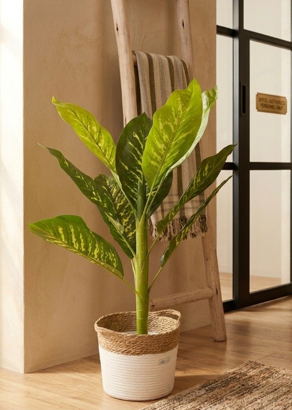Producto - Planta grande