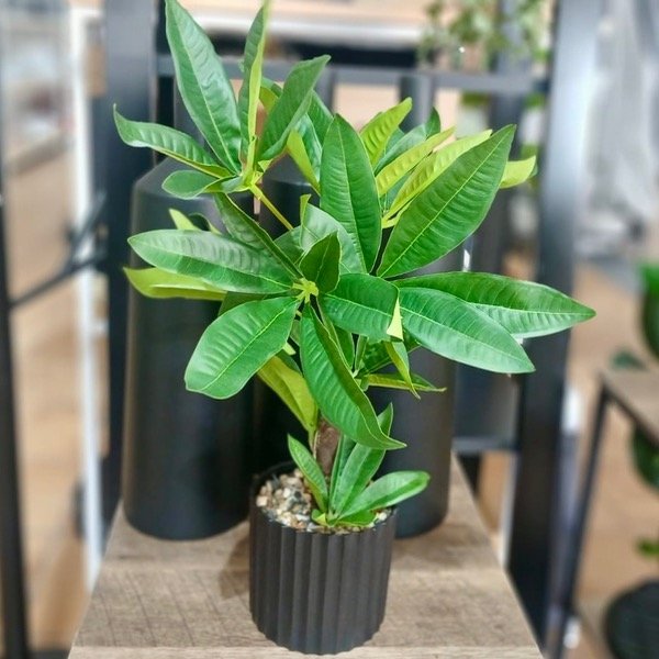 Producto - Planta Con Maceta 1203469