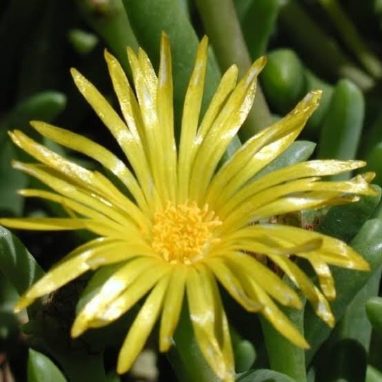 Producto - Malephora lutea  1,5 L - 0