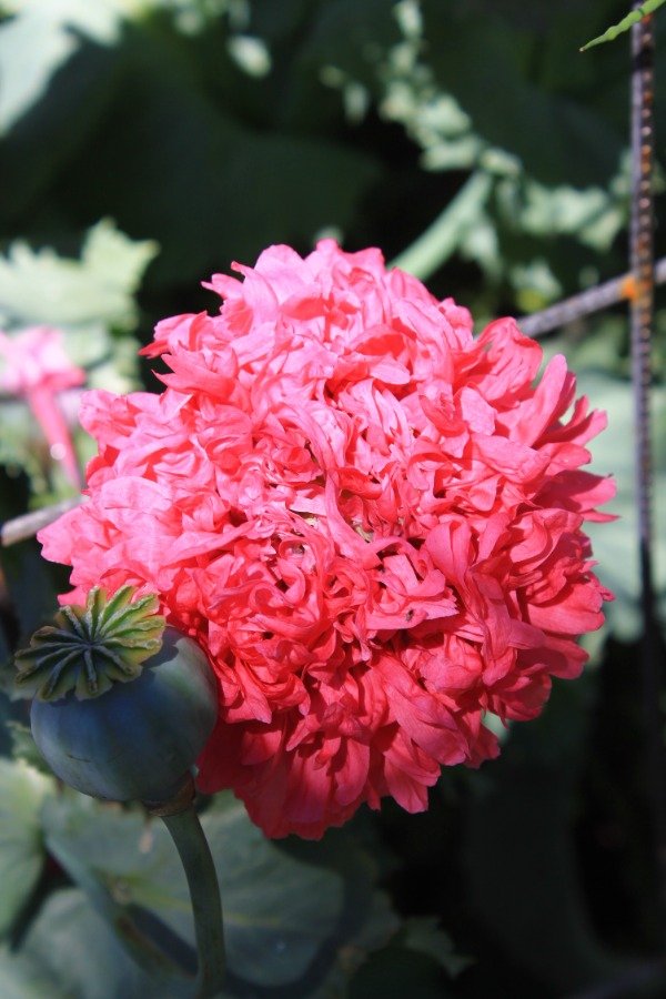 Producto - Semillas de Amapola doble