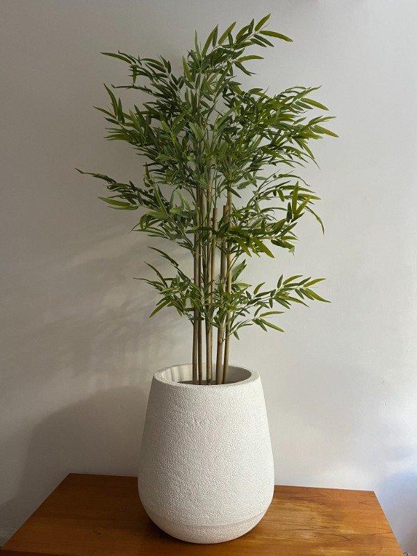 Producto - Bambú Sin Riego 150cm