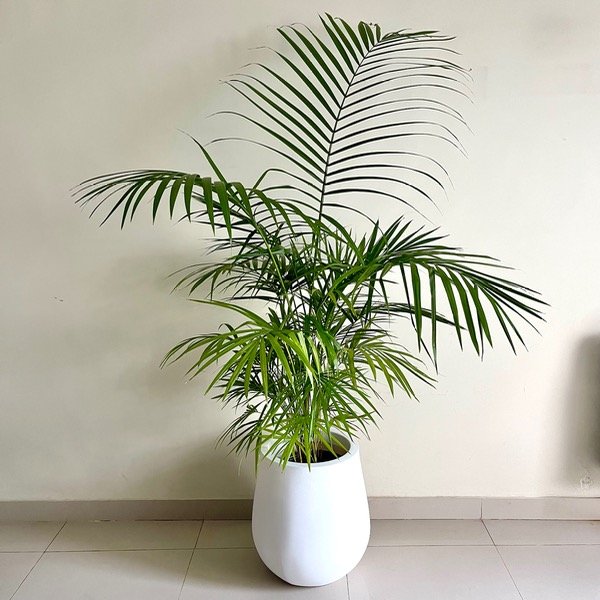 Producto - Palmera Palmito L