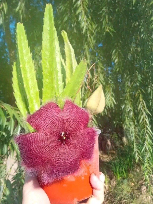 Producto - Stapelia - 1
