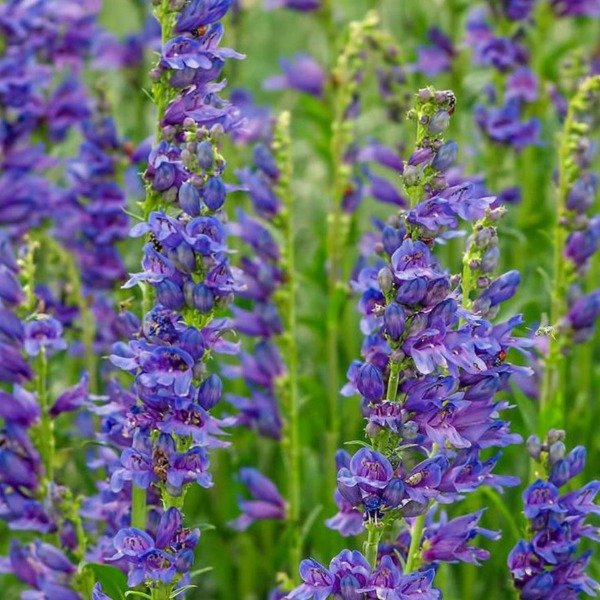 Producto - 30 Semillas Penstemon strictus