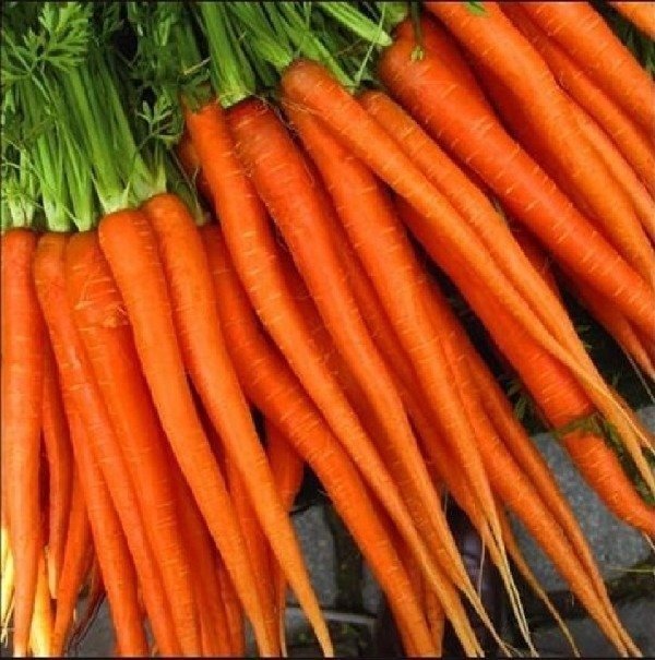 Producto - Semillas De Zanahoria Larga Cordobesa - 1
