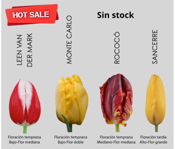 Producto - Pack de 15 bulbos de tulipán- 3 colores a elección. Nuestro pack más elegido.