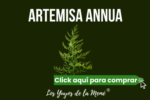 Producto - Artemisa Annua en cápsulas, en gotas o en doypack. Los Yuyos de la Memé