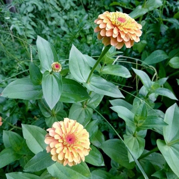 Producto - Zinnias mix - 1