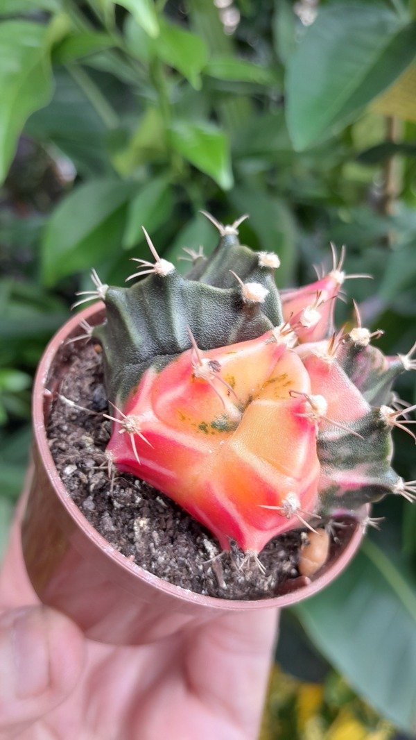 Producto - Gymnocalycium Variegado