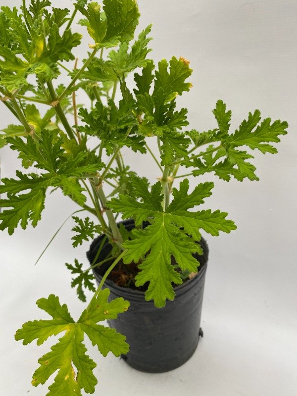 Producto - Citronella en maceta de 3LT