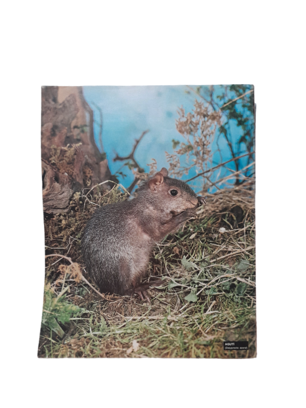 Miniatura de producto - 7