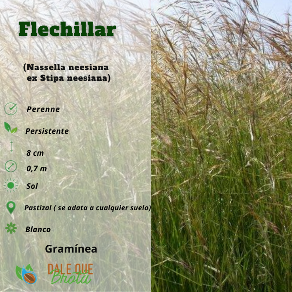 Producto - Flechillar (Stipa neesiana)