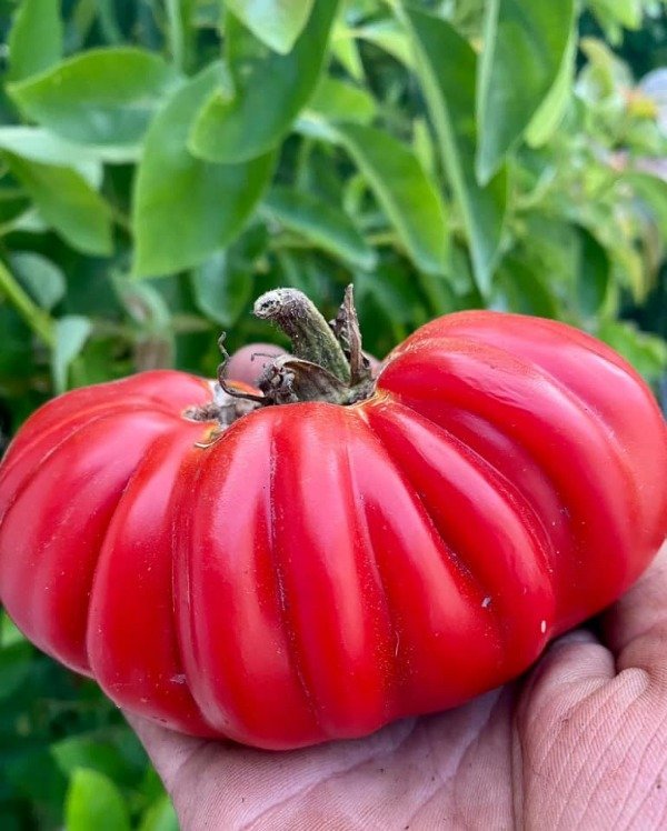 Producto - 150 SEMILLAS DE TOMATE RUSO ICEBERG