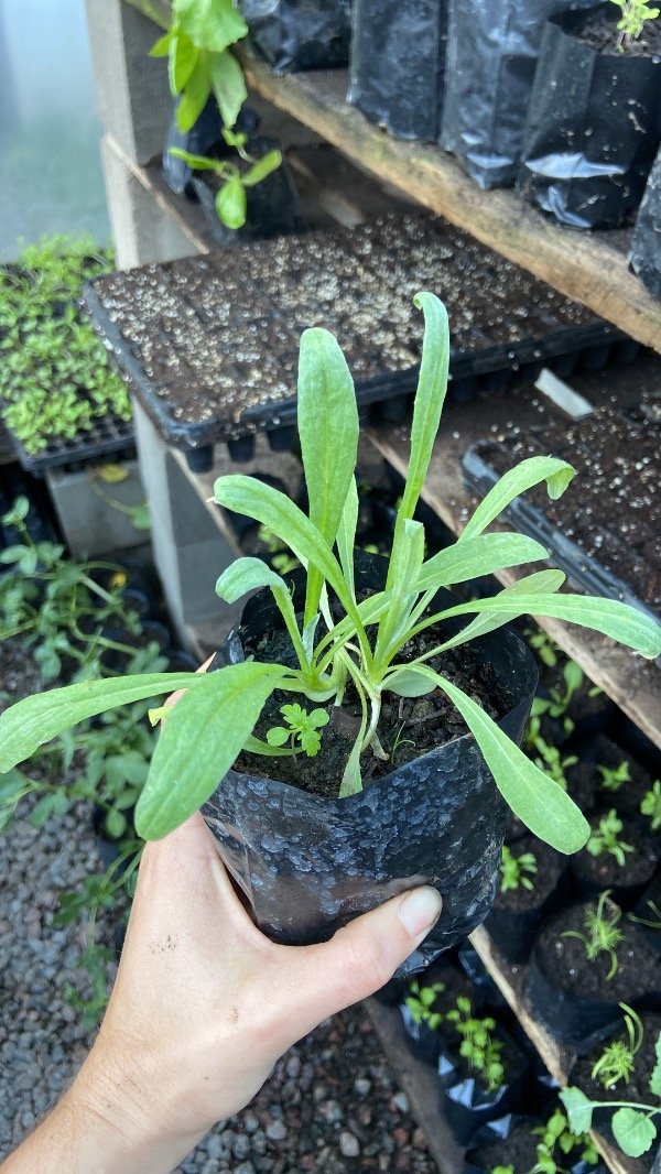 Producto - Plantin de centaureas (flor)