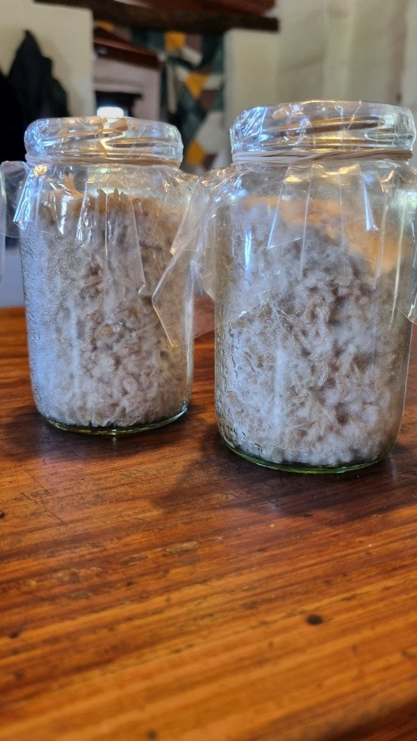 Producto - 2 Frascos de Grano Miceliado 360cc