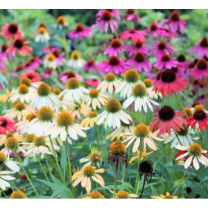 Producto - Echinacea Deshidratada - 50gr - BIOALMACEN